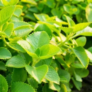 Cuban Oregano Live Plant, Mexican Mint, 2 Plants, 4 Inch Pot, Perennial Herb - Image 2