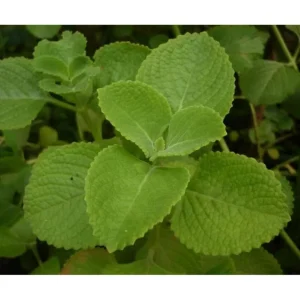 Cuban Oregano Live Plant, Mexican Mint, 2 Plants, 4 Inch Pot, Perennial Herb - Image 3