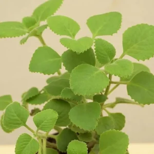 Cuban Oregano Live Plant, Mexican Mint, 2 Plants, 4 Inch Pot, Perennial Herb - Image 4