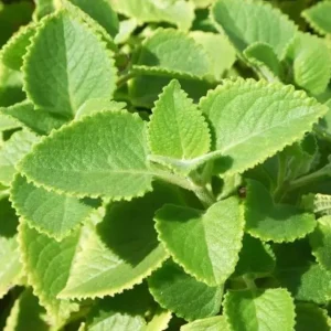 Cuban Oregano Live Plant, Mexican Mint, 2 Plants, 4 Inch Pot, Perennial Herb - Image 1