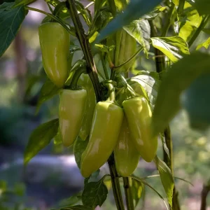 Cubanelle Sweet Pepper Seeds - Heirloom Mild Flavorful Chili, 25 Seeds - Image 3