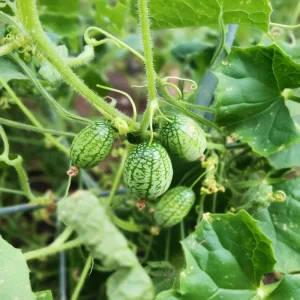 Cucamelon Mouse Melon Seeds - 10 Seed Packet for Unique Mini Cucumber-Like Fruits, Outdoor - Image 4