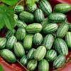 Cucamelon Mouse Melon Seeds - 10 Seed Packet for Unique Mini Cucumber-Like Fruits, Outdoor - Image 1
