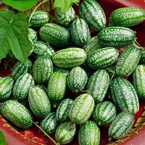 Cucamelon Mouse Melon Seeds - 10 Seed Packet for Unique Mini Cucumber-Like Fruits, Outdoor - Image 1
