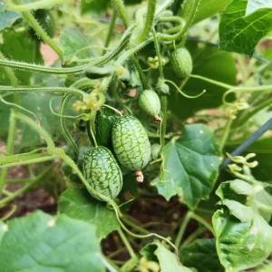 Cucamelon Mouse Melon Seeds - 10 Seeds - Unique Mini Cucumber-Like Fruits for Gardens & Containers - Image 2