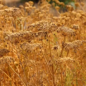 Cumin Seeds - 150 Count Heirloom Spice for Cooking & Medicinal Use - Image 3