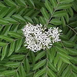 Curry Leaf Live Plant 12-18 inch | 1 Gallon Pot | Fresh Herb Garden - Image 1