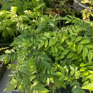 Curry Leaf Live Plant – 5-9 inches Tall in 4 inch Pot – Culinary Herb - Image 3