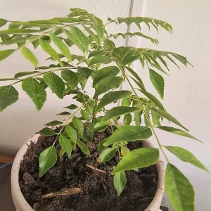 Curry Leaf Live Plant 8-12in Tall - 4in Pot | Aromatic Herb for Cooking - Image 4