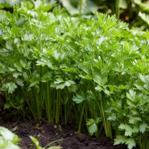 Cutting Celery Seeds 200 Pack - Flavorful Leaf Celery for Gardens & Containers - Image 4