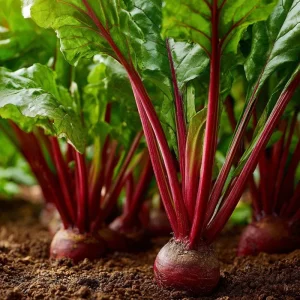 Cylindra Beet Seeds - Heirloom Root Vegetable - Approx 150 Seeds - Image 2