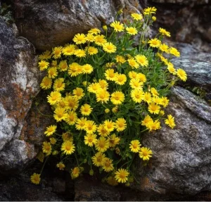 Dahlberg Daisy Seeds - 300 Count Bright Yellow Wildflower Seeds for Pollinators - Image 2