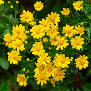 Dahlberg Daisy Seeds - 300 Count Bright Yellow Wildflower Seeds for Pollinators - Image 1