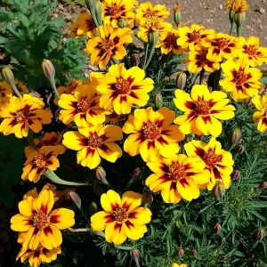 Dainty Marietta French Marigold Seeds - 200 Count, Compact Bright Blooms, Outdoor - Image 1