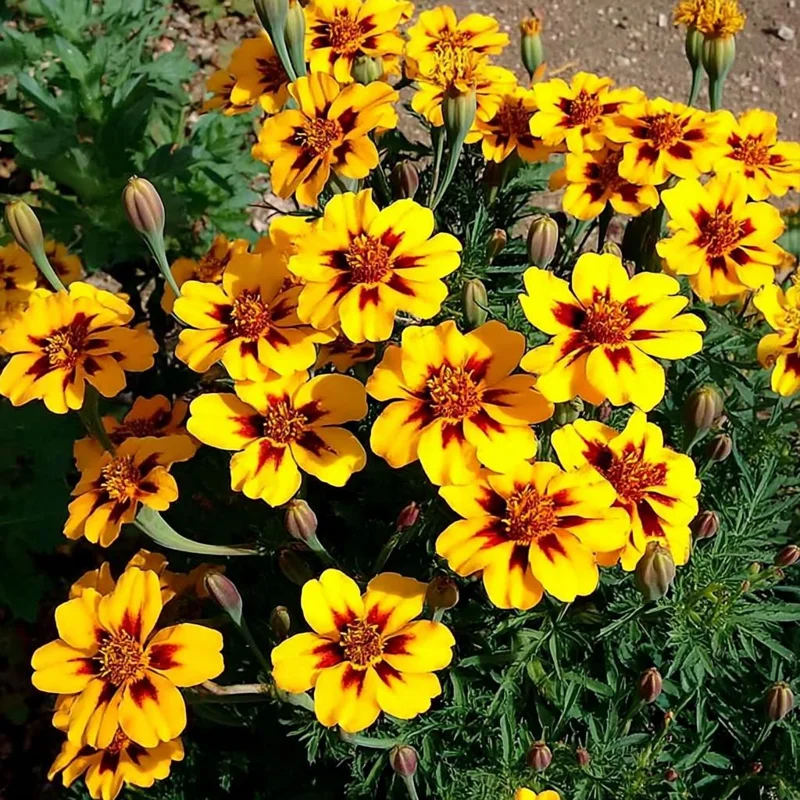 Dainty Marietta French Marigold Seeds - 200 Count, Compact Bright Blooms, Outdoor - Image 1