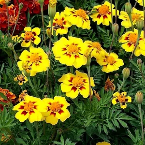Dainty Marietta French Marigold Seeds - 200 Count, Compact Bright Blooms, Outdoor - Image 2