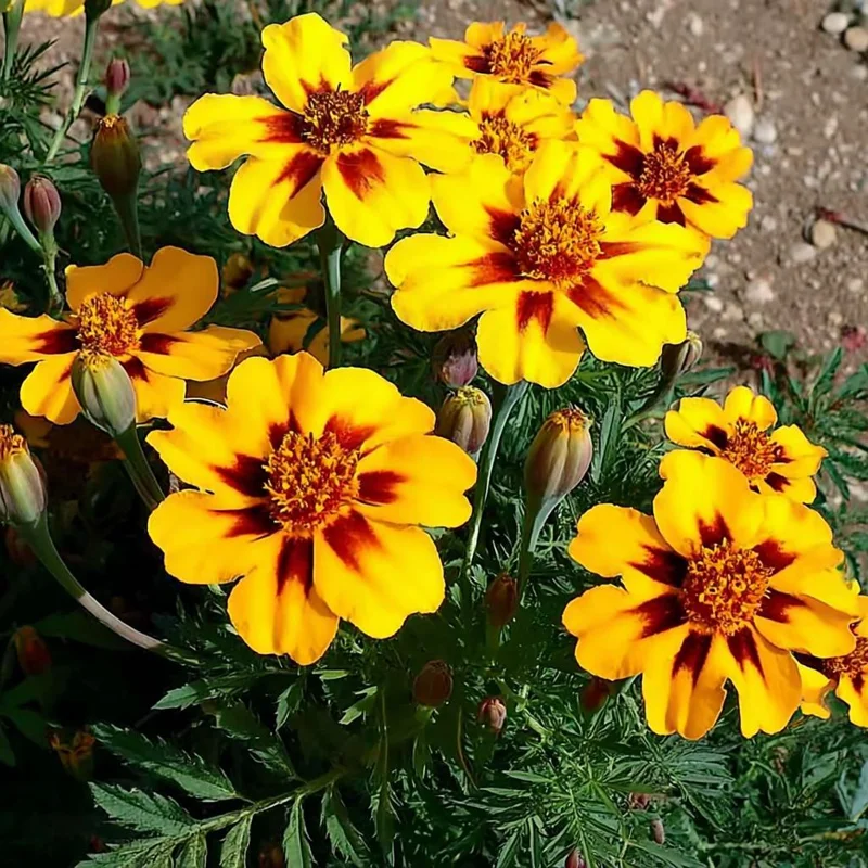Dainty Marietta French Marigold Seeds - 200 Count, Compact Bright Blooms, Outdoor - Image 3