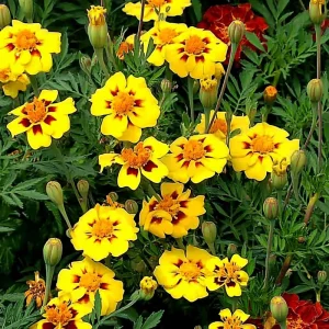 Dainty Marietta French Marigold Seeds - 200 Count, Compact Bright Blooms, Outdoor - Image 4