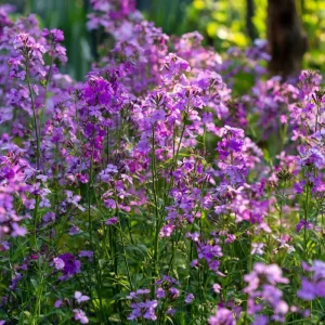 Dames Rocket Seeds - 300 Heirloom Hesperis matronalis for Pollinators & Gardens - Image 5
