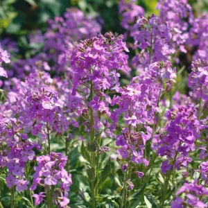 Dames Rocket Seeds - 300 Heirloom Hesperis matronalis for Pollinators & Gardens - Image 1