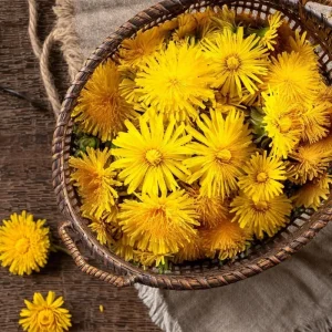 Dandelion Seeds - 50 Count Edible & Medicinal Herb Seeds - Image 2