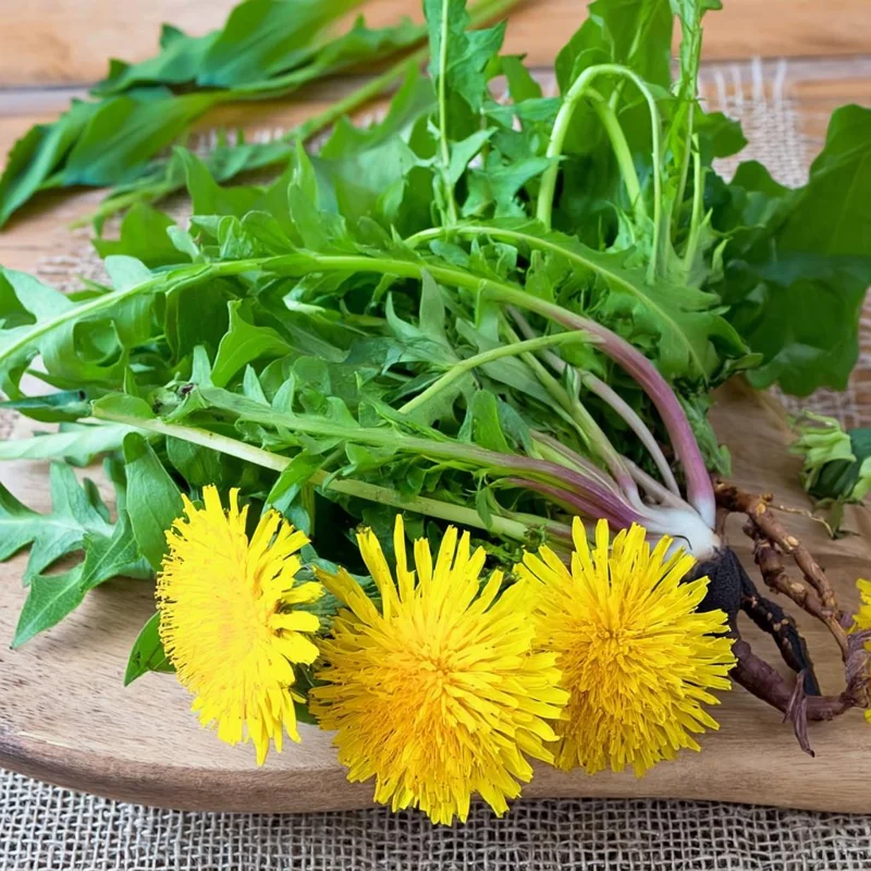 Dandelion Seeds - 50 Count Edible & Medicinal Herb Seeds - Image 3