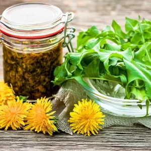 Dandelion Seeds - 50 Count Edible & Medicinal Herb Seeds - Image 4