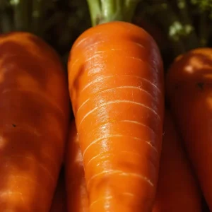 Danvers 126 Carrot Seeds - Classic Sweet Flavor, High Yield - 150 Seeds - Image 2