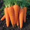 Danvers 126 Carrot Seeds - Classic Sweet Flavor, High Yield - 150 Seeds - Image 1