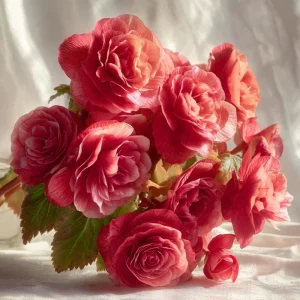 Deep Rose Begonia Seeds - 25 Seeds, Nonstop Series, Shade Garden Flower - Image 3