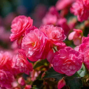 Deep Rose Begonia Seeds - 25 Seeds, Nonstop Series, Shade Garden Flower - Image 4