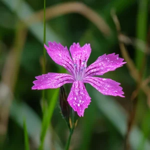 Deptford Pink Seeds - Dianthus armeria Wildflower Seeds, 100 Count, Pink Blooms, Pollinator Friendly, Outdoor - Image 2
