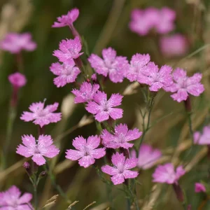 Deptford Pink Seeds - Dianthus armeria Wildflower Seeds, 100 Count, Pink Blooms, Pollinator Friendly, Outdoor - Image 3