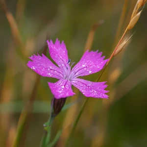 Deptford Pink Seeds - Dianthus armeria Wildflower Seeds, 100 Count, Pink Blooms, Pollinator Friendly, Outdoor - Image 4