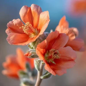 Desert Globemallow Seeds - Sphaeralcea Ambigua Wildflower 100 Seeds, Drought Tolerant - Image 2