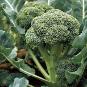 Di Cicco Broccoli Seeds - 200 Heirloom Italian Variety, Easy-to-Grow - Image 2
