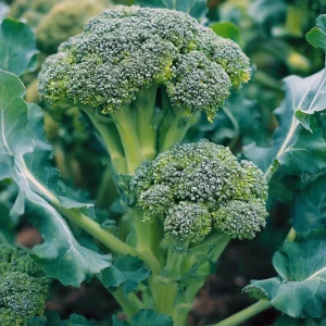 Di Cicco Broccoli Seeds - 200 Heirloom Italian Variety, Easy-to-Grow - Image 3