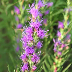 Dotted Blazing Star Seeds - Liatris punctata - 25 Seeds - Attracts Pollinators - Image 2