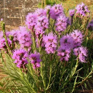 Dotted Blazing Star Seeds - Liatris punctata - 25 Seeds - Attracts Pollinators - Image 1