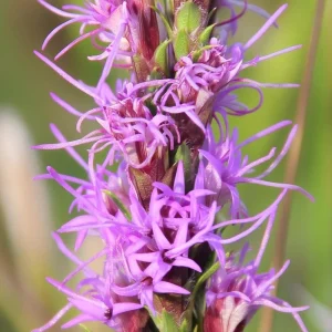 Dotted Blazing Star Seeds - Liatris punctata - 25 Seeds - Attracts Pollinators - Image 3