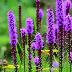 Dotted Blazing Star Seeds - Liatris punctata - 25 Seeds - Attracts Pollinators - Image 4