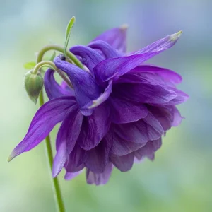 Double Mixed Columbine Seeds – Vibrant Multi-Colored Perennial Flowers, 100 Seeds - Image 2