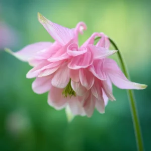 Double Mixed Columbine Seeds – Vibrant Multi-Colored Perennial Flowers, 100 Seeds - Image 3