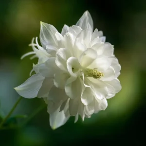 Double Mixed Columbine Seeds – Vibrant Multi-Colored Perennial Flowers, 100 Seeds - Image 4