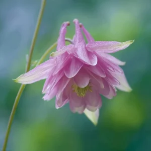 Double Mixed Columbine Seeds – Vibrant Multi-Colored Perennial Flowers, 100 Seeds - Image 5