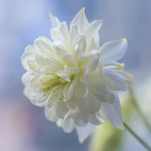 Double Mixed Columbine Seeds – Vibrant Multi-Colored Perennial Flowers, 100 Seeds - Image 6