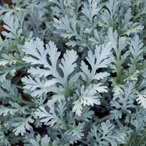 Dusty Miller Seeds - 200 Count Silvery Foliage Ornamental Plant Seeds Outdoor - Image 1