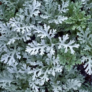 Dusty Miller Seeds - 200 Count Silvery Foliage Ornamental Plant Seeds Outdoor - Image 3