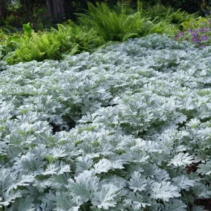 Dusty Miller Seeds - 200 Count Silvery Foliage Ornamental Plant Seeds Outdoor - Image 4