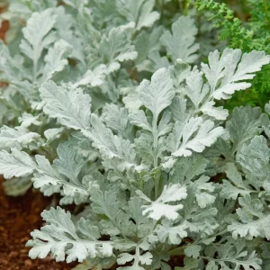 Dusty Miller Seeds - 200 Count Silvery Foliage Ornamental Plant Seeds Outdoor - Image 5